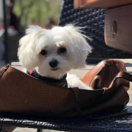 アパート Black Tower In Centrum