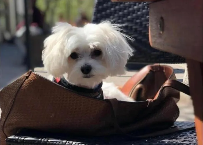 Lägenhet Black Tower In Centrum